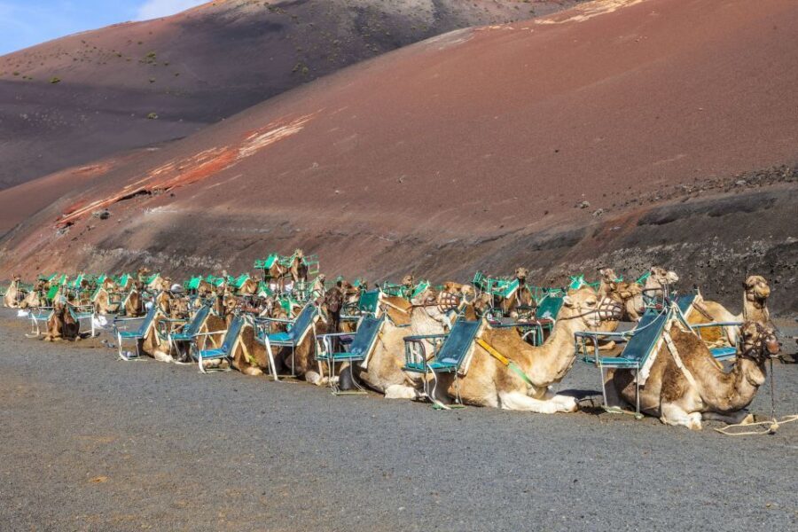 South Tour: Timanfaya National Park - Pickup around Lanzarote: convenient, but timing shifts