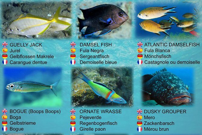 Submarine Safaris Lanzarote - Going Down to 30m: Fish, Rays, Wrecks, and More