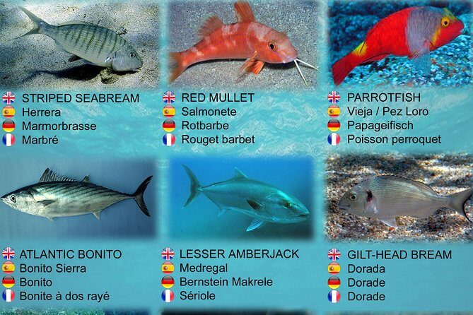 Submarine Safaris Lanzarote - Who This Trip Fits Best (and Who Might Feel Underwhelmed)