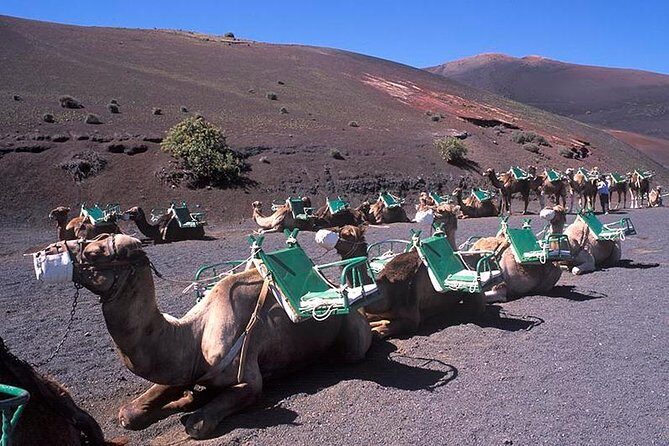 Timanfaya, Golfo, Jameos Agua & Camel Ride (opt) - Lanzarote - Price and value: does $105.26 make sense?