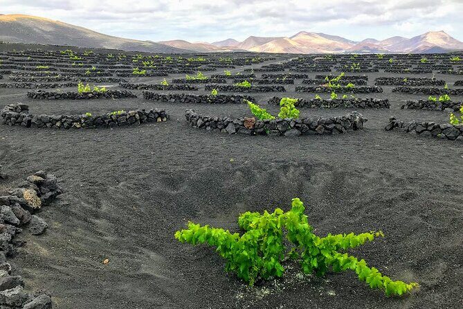 Timanfaya & Lanzarote Volcano Experience - The Route of the Volcanoes: Panoramic Driving with Photo Stops