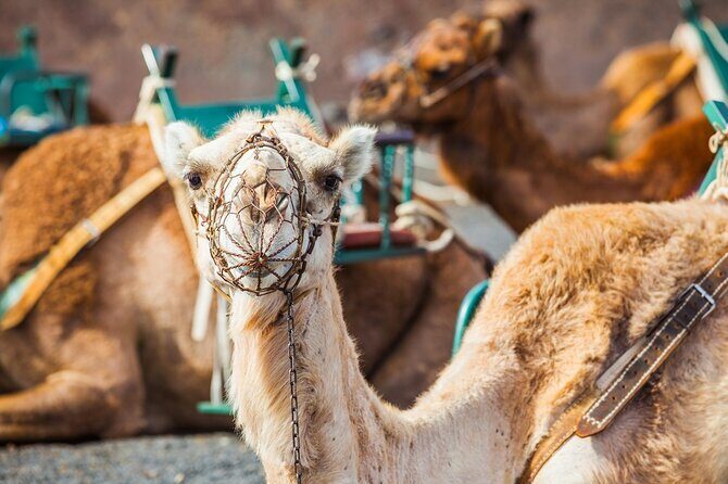 Timanfaya Park & Camel Ride (extra cost) - Short South Tour - What This Short Tour Feels Like: A Good Half-Day Rhythm