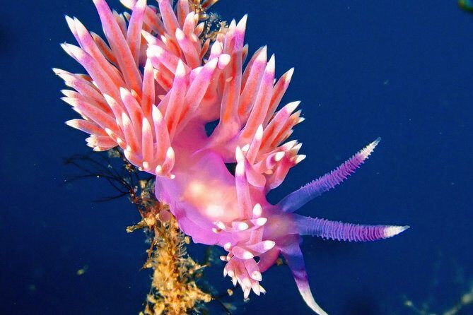 Try Scuba Diving with 2 Ocean Dives - Equipment, Insurance, Transport, and Snacks: The Real Value Here