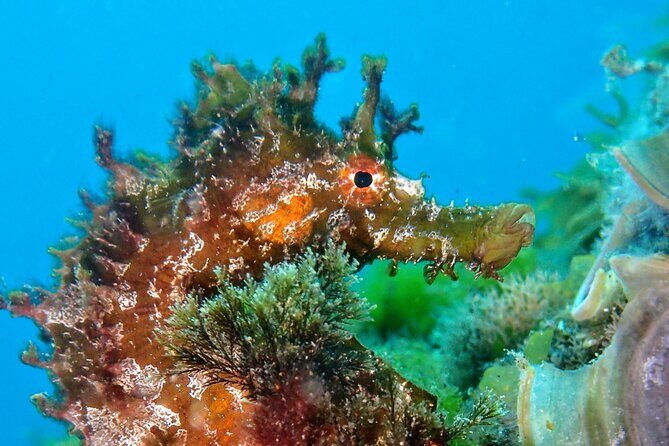 Try Scuba Diving with 2 Ocean Dives - The Underwater Spot and Marine Life: What You Should Expect to See