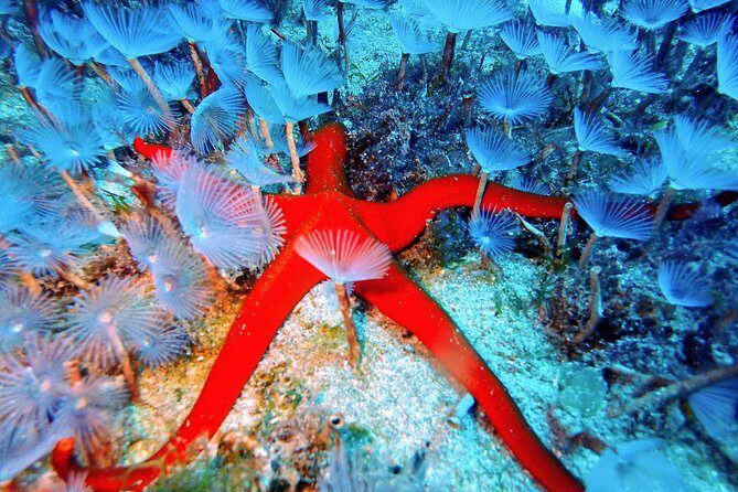 Try Scuba Diving with 2 Ocean Dives - Photos, Extra Costs, and How to Avoid Regret