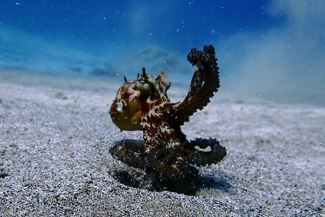 Try Scuba Diving with 2 Ocean Dives - Timing, Group Size, and Weather: What Can Change Your Schedule
