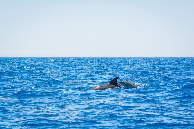Whale & Dolphin Observation on Silent Catamaran with Hydrophone - Silent Catamaran + Hydrophone: What makes this trip feel different?