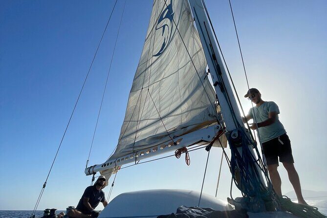 Whale & Dolphin Observation on Silent Catamaran with Hydrophone - Responsible viewing: Why distance can feel disappointing but still be the right move