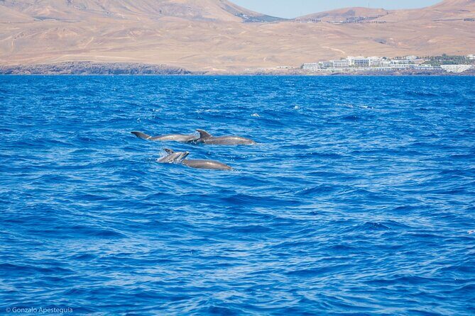 Whale & Dolphin Observation on Silent Catamaran with Hydrophone - Price and value: Is $114.65 worth it?