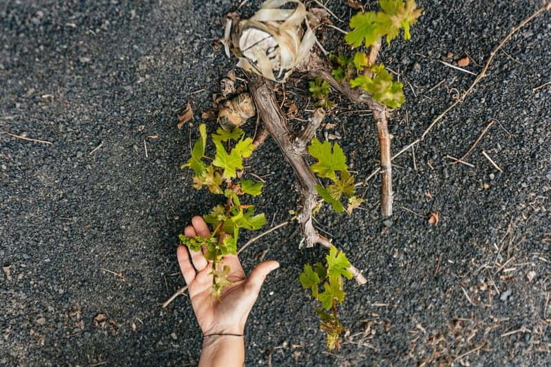 Wine Lovers: Wine Tasting Tour at El Grifo Bodega Lanzarote - What Happens During the 2 Hours: A Simple, Focused Flow
